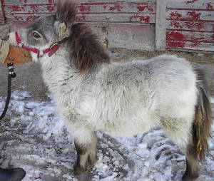 buckskin1.jpg