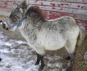 buckskin2.jpg